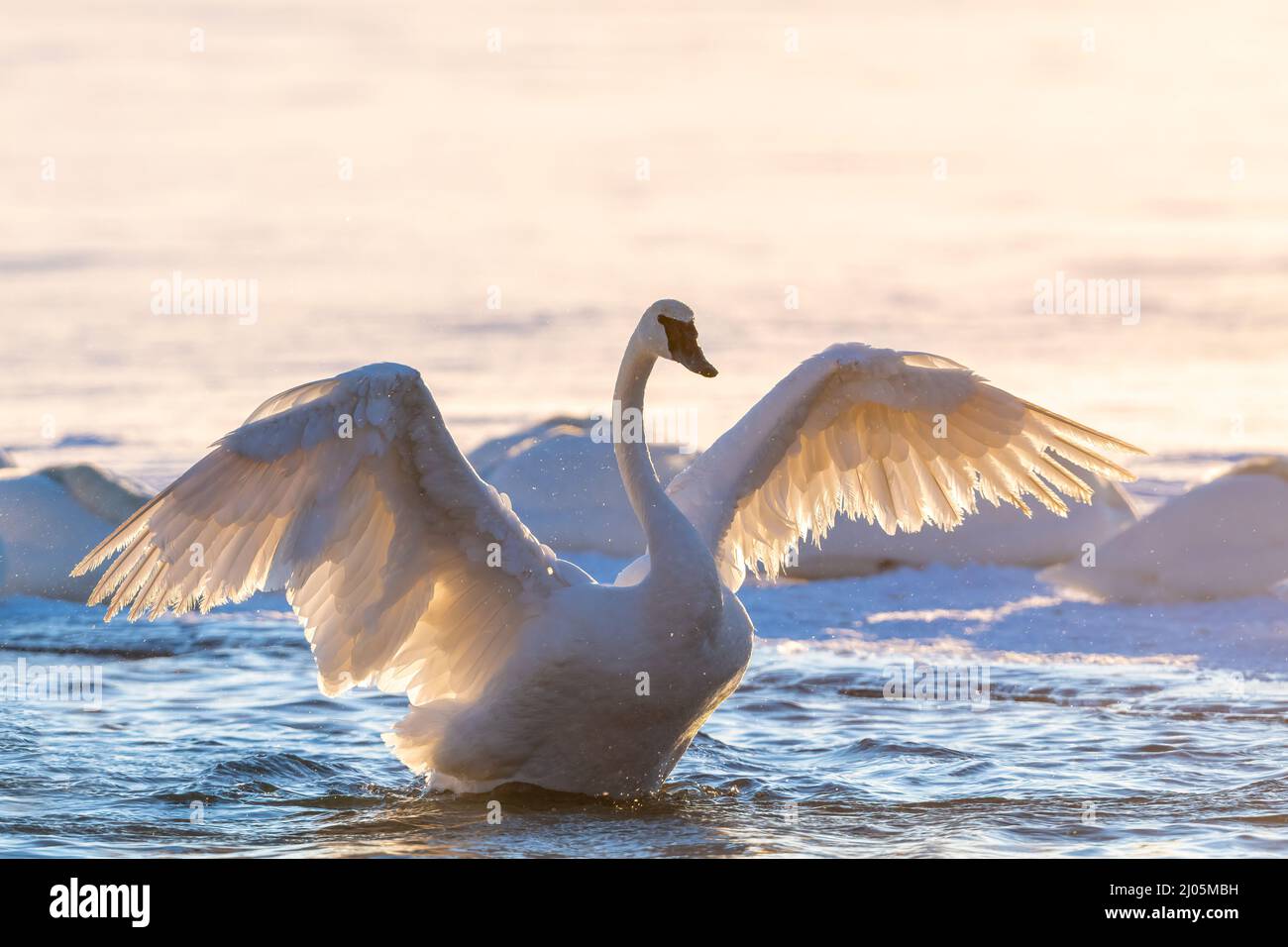 Trumpeter swan (Cygnus buccinator) stretching wings, St Croix river, Winter, WI, USA, by Dominique Braud/Dembinsky Photo Assoc Stock Photo