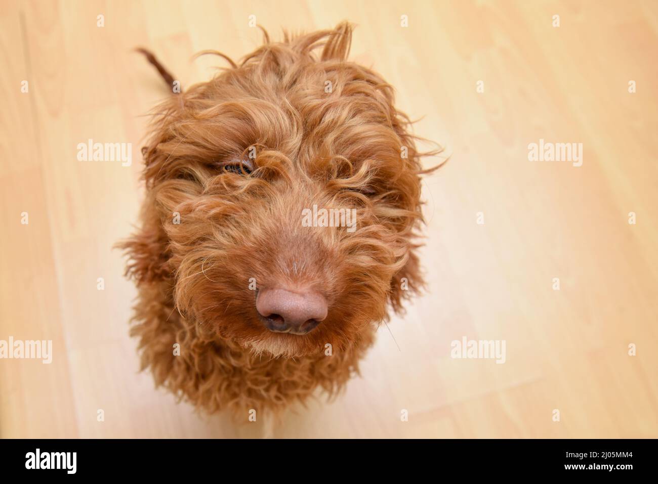 Funny dog looks up towards the camera Stock Photo
