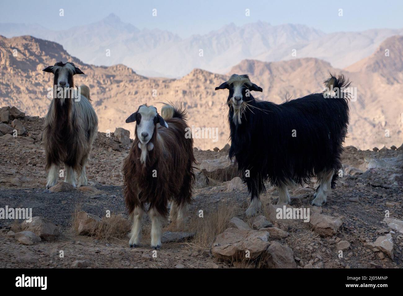 Closeup shot of three goats standing on the rocks with rocky mountains in the background Stock Photo