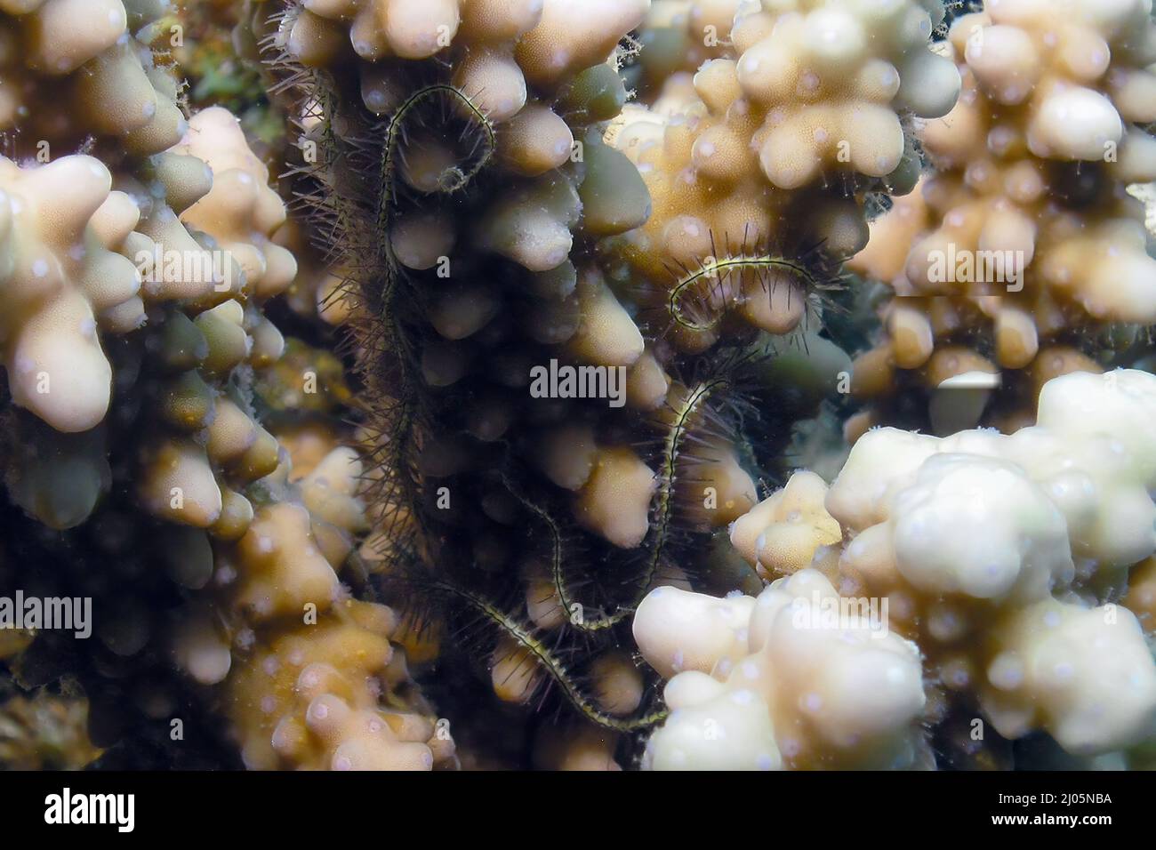 A Brittle Sea Star (Ophiuroidea sp.) in the Red Sea Stock Photo