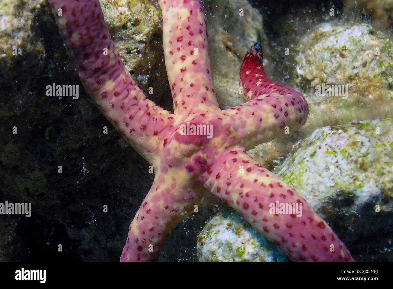 A Multipore Sea Star (Linckia multifora) in the Red Sea, Egypt Stock Photo