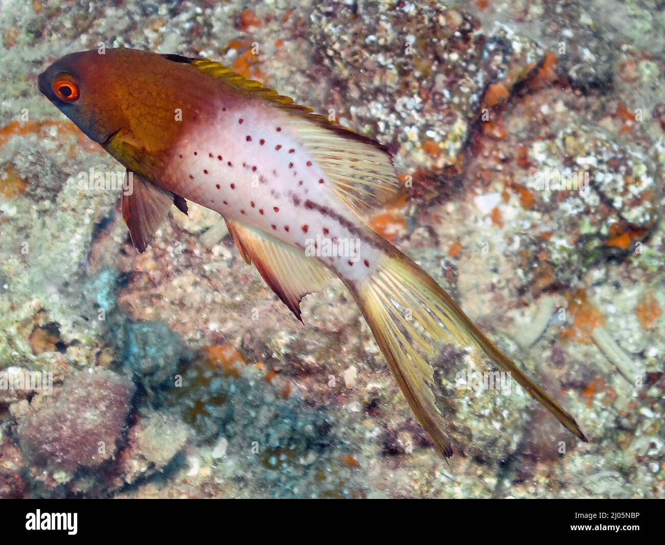 A Lyretail Hogfish (Bodianus anthiodes) in the Red Sea Stock Photo