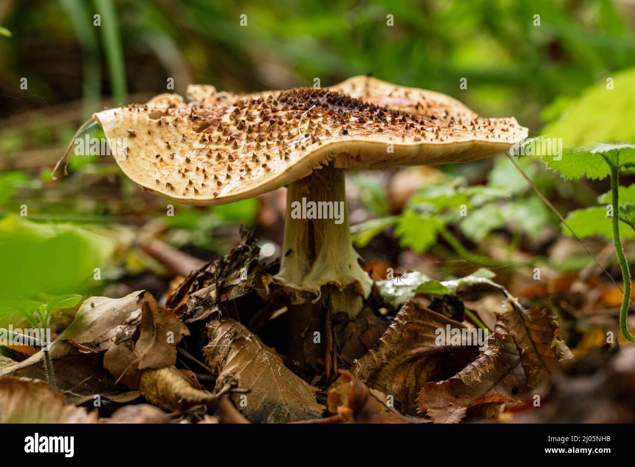Close-up of an impressive white-capped mushroom in a forest, probably a freckled dapperling (Lepiota aspera), surrounded by autumn leaves, Germany Stock Photo