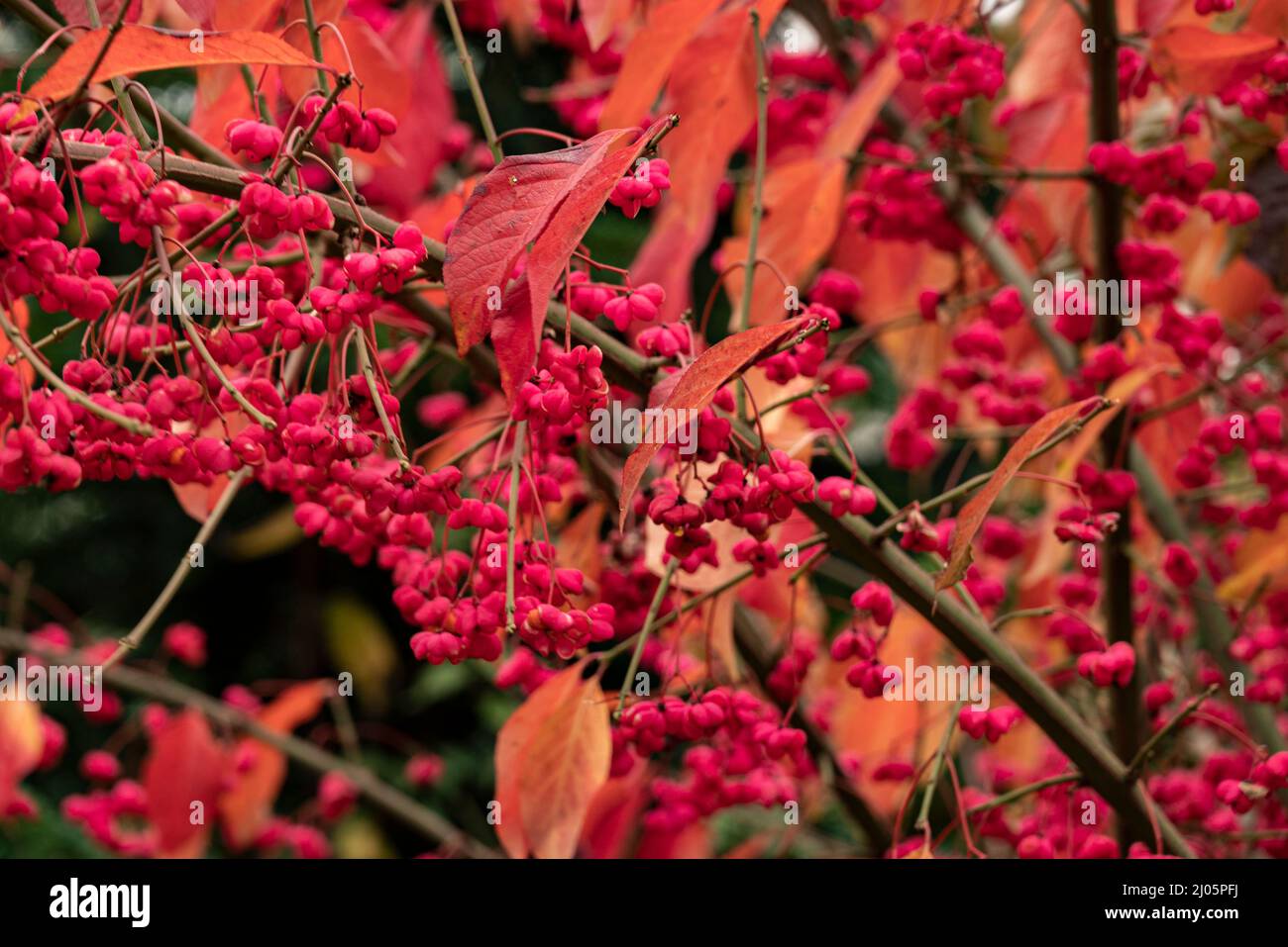 Full frame close-up of a spindle tree or common spindle (Euonymus europaeus), shining in bright red and pink colors in autumn, Weser Uplands, Germany Stock Photo