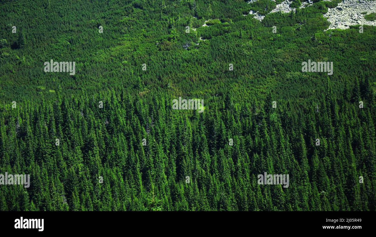 Coniferous forests hires stock photography and images Alamy
