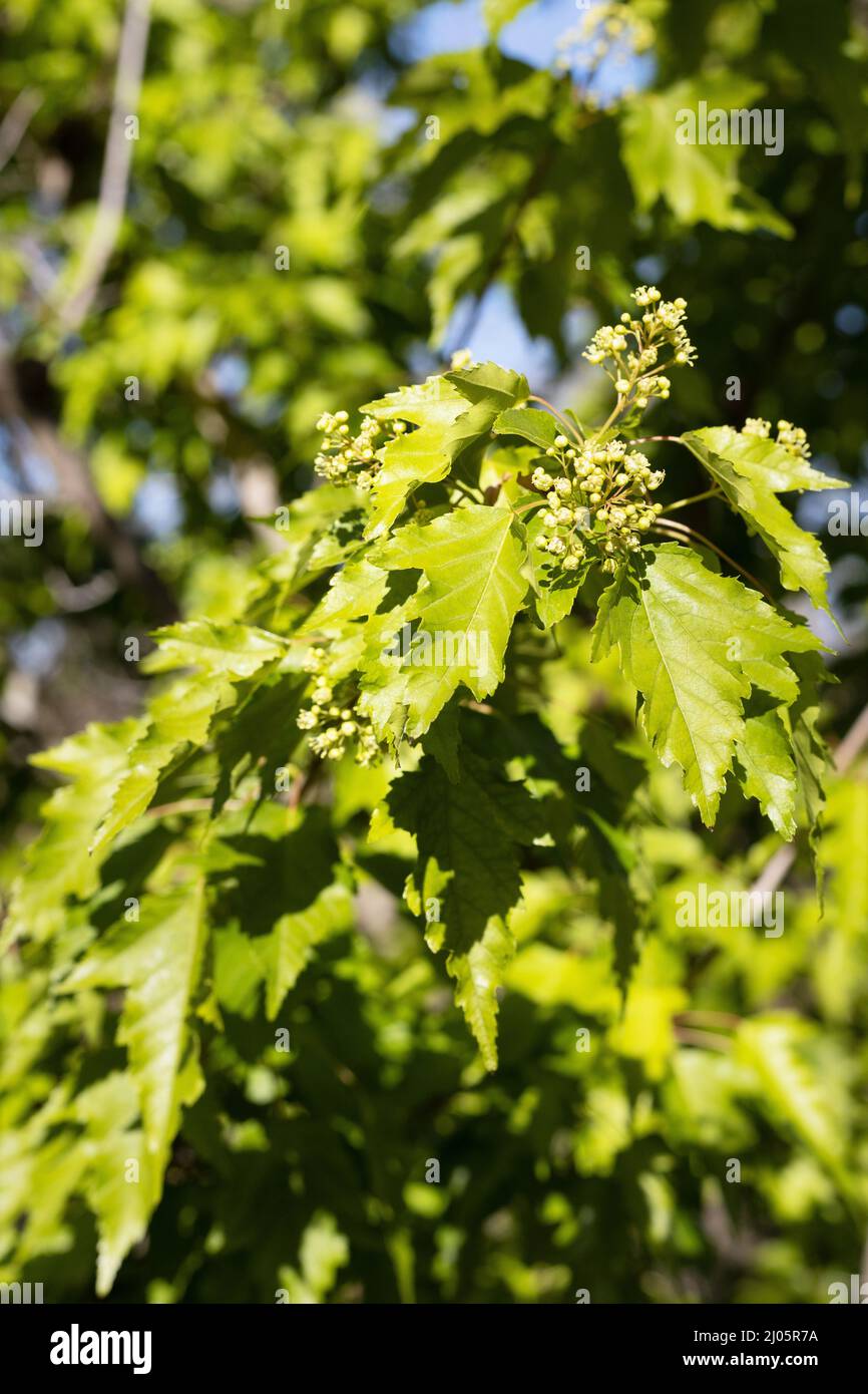 Acer tataricum subsp. ginnala close up in early spring. Stock Photo