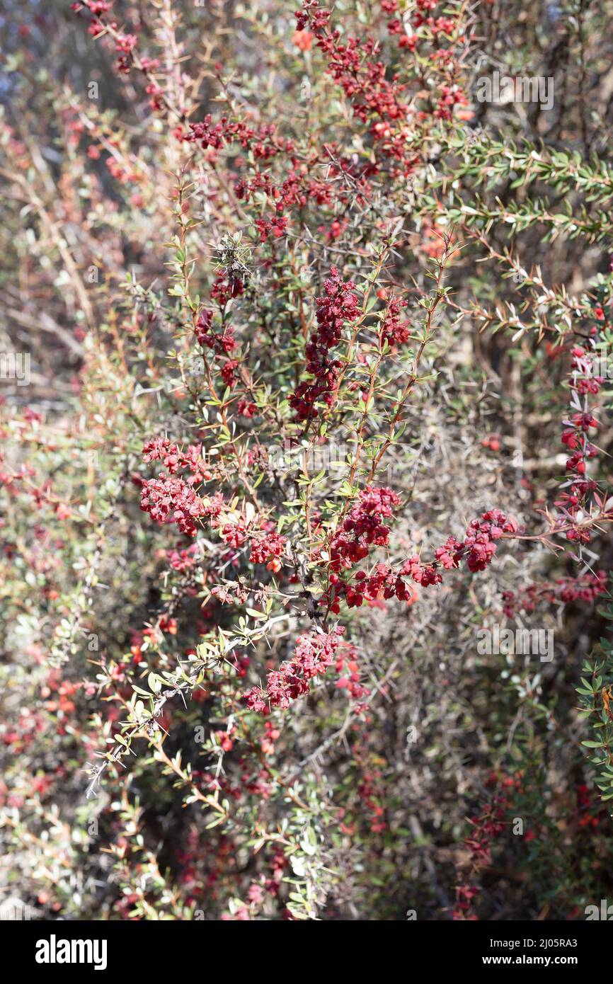 Berberis wilsoniae - Mrs. Wilson's barberry plant. Stock Photo