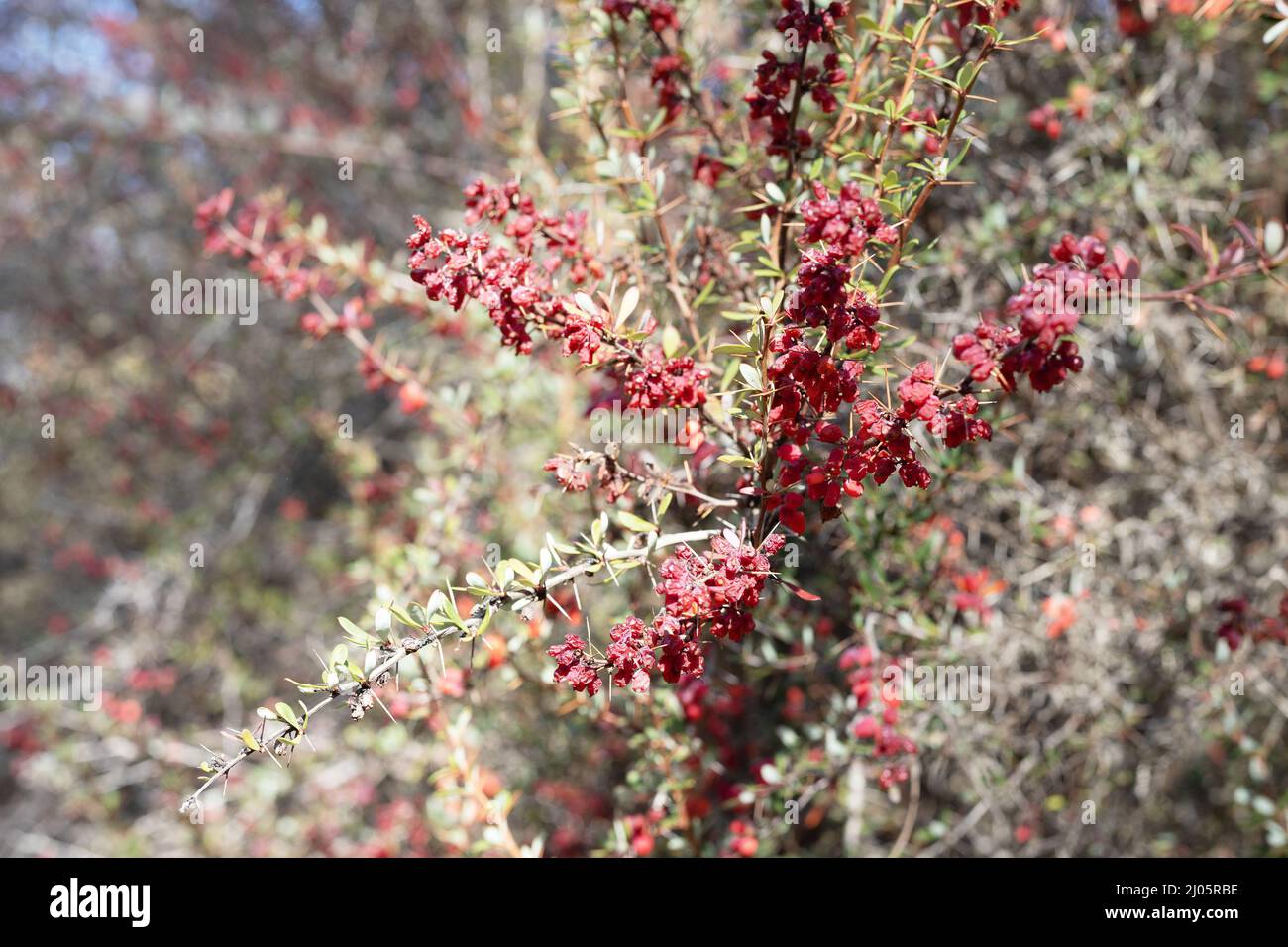 Berberis wilsoniae - Mrs. Wilson's barberry plant. Stock Photo