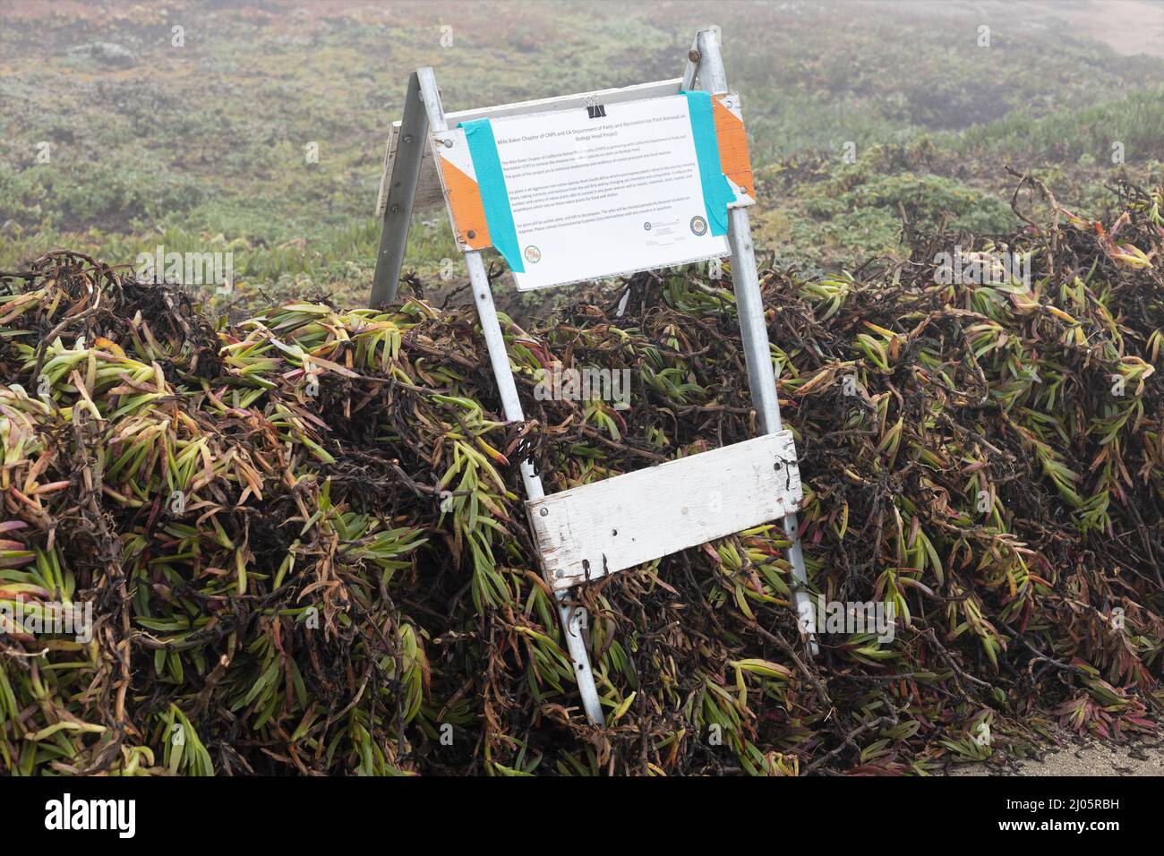 A large pile of invasive, non-native ice plant that was removed from Bodega Head in California. Stock Photo