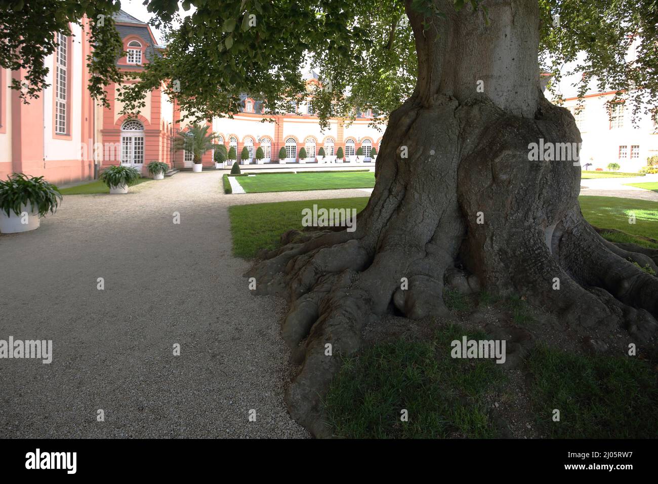 Old linden tree in the castle garden in Weilburg, Hesse, Germany Stock Photo