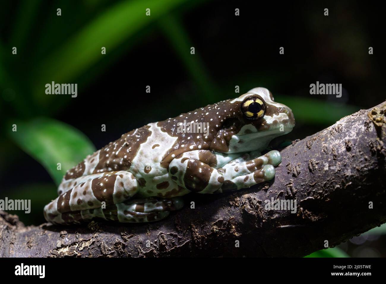 Amazon milk frog Trachycephalus resinifictrix Stock Photo Alamy