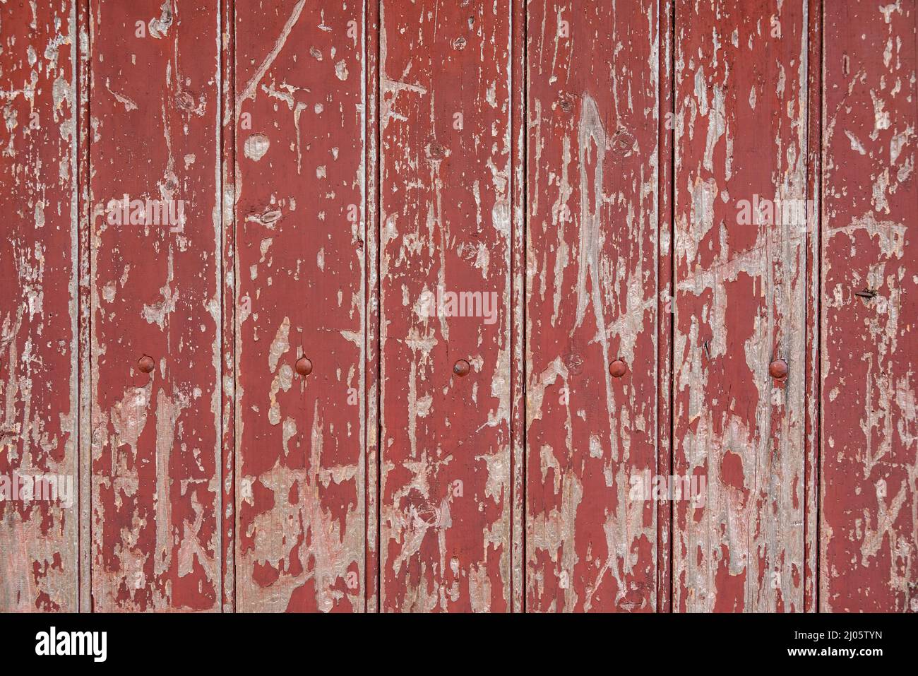 Rough background texture, showing a weathered and scratched wooden door  with peeling red paint and exposed wooden boards underneath Stock Photo -  Alamy