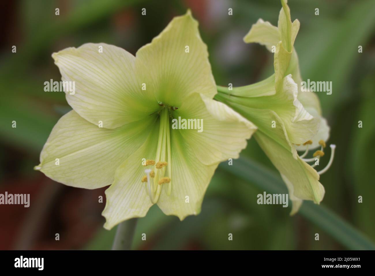Yellow flower Amaryllis (Hippeastrum hybrids) Stock Photo