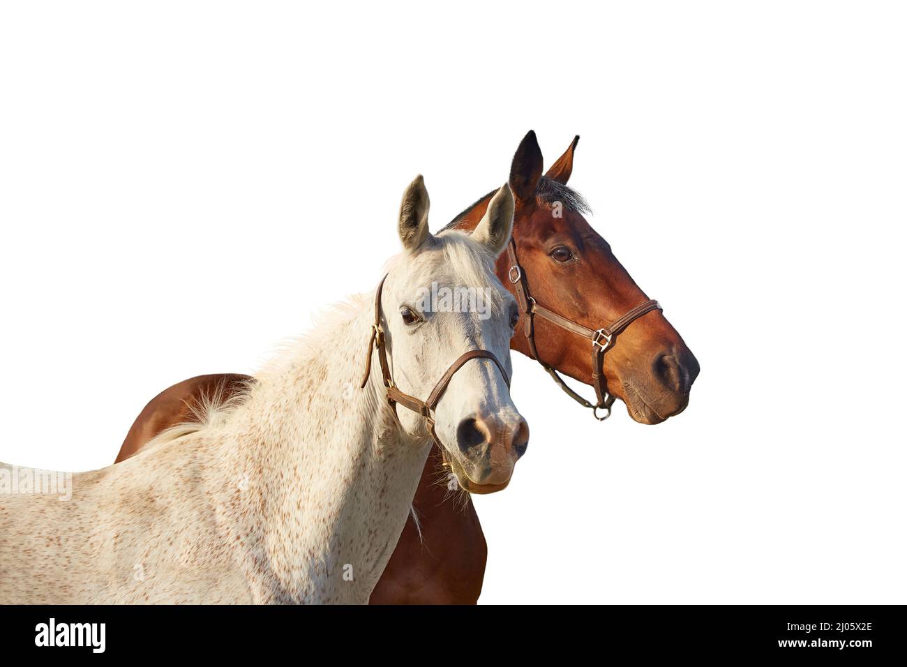 Two horses - bay and gray isolated on a white background. Stock Photo