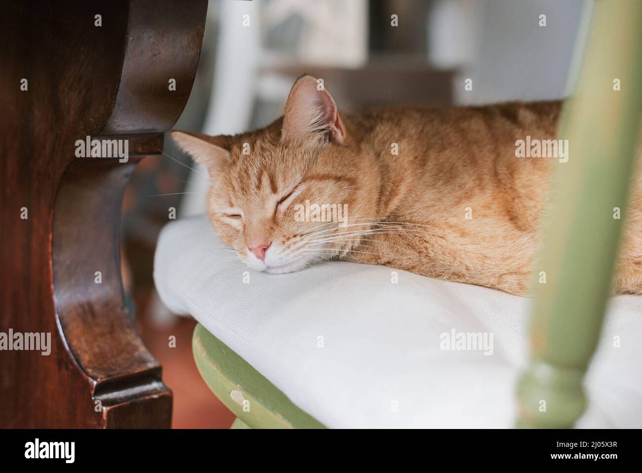 Closeup of a lightcolored cat sleeping under a table on a chair peacefully Stock Photo Alamy