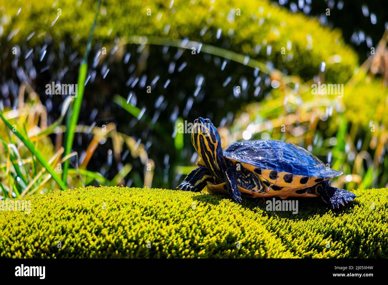 Pet turtle with a water splash background Stock Photo Alamy