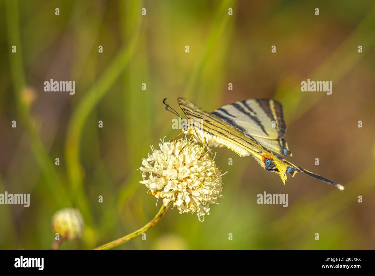 The butterfly known as the common yellow swallowtail in a closeup view. Stock Photo