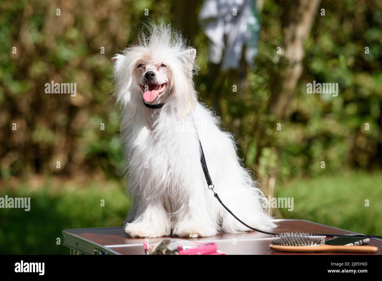 A Chinese Crested Powder Puff dog sits on a table standing outside against the backdrop of trees. Stock Photo