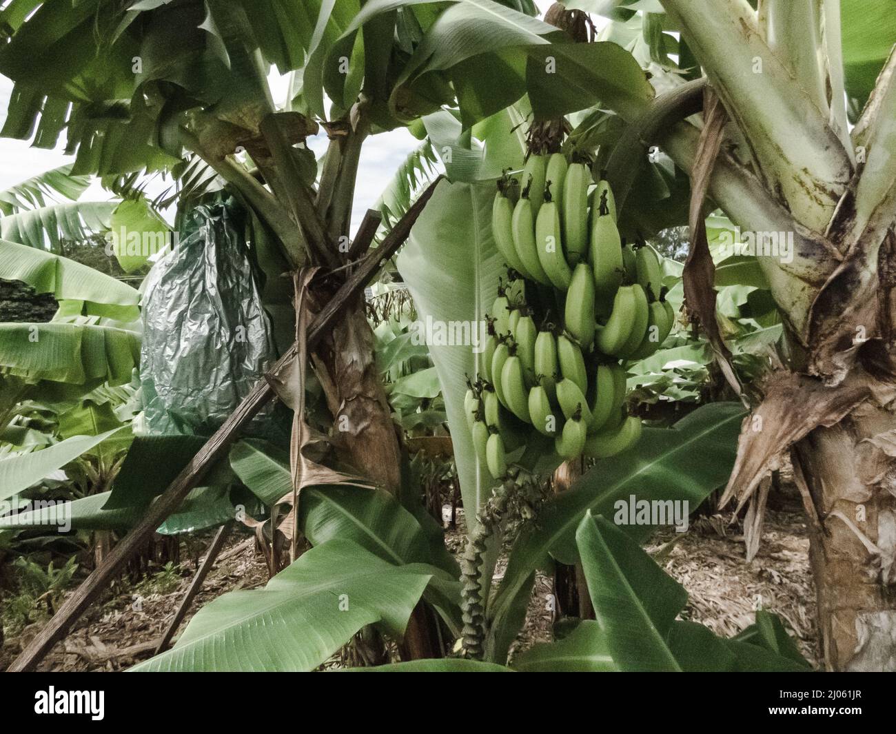The big banana australia hires stock photography and images Alamy