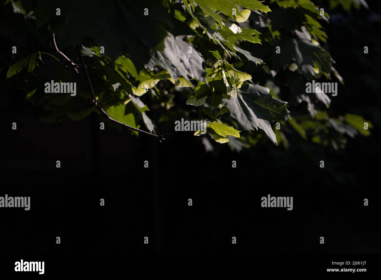 Closeup shot leaves branches hi-res stock photography and images - Alamy