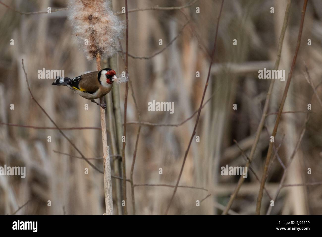 A chaffinch foraging for nesting material at RSPB Dearne Valley - Adwick Washland Stock Photo