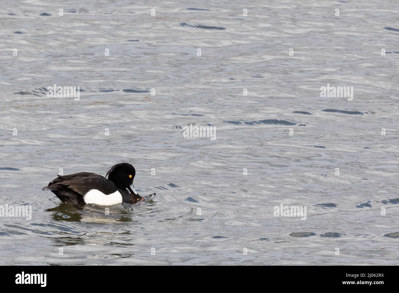 Two Tufted Ducks mating on the water at Old Moor RSPB reserve, Barnsley, England, UK Stock Photo