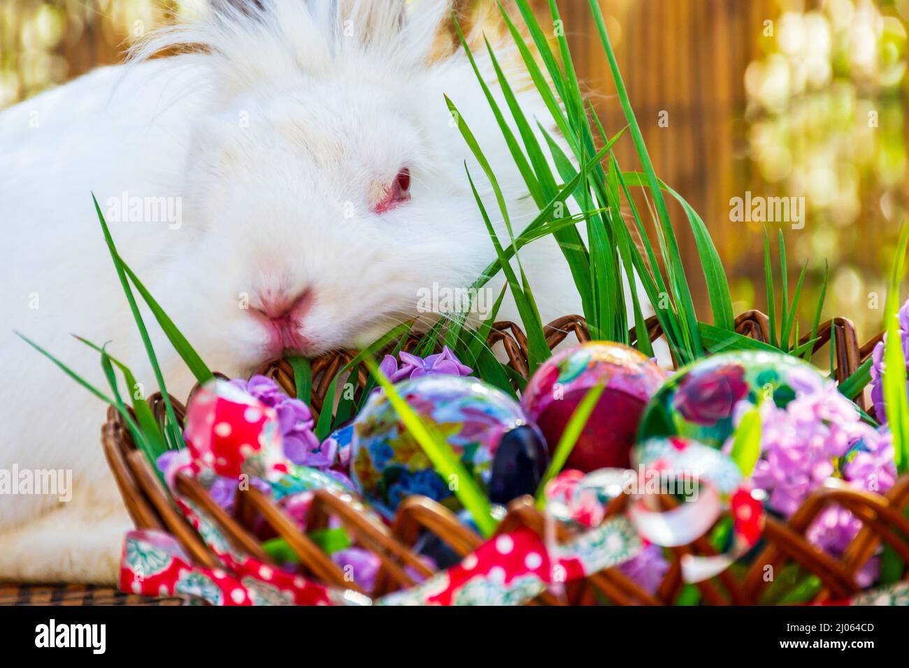 White rabbit and wooden basket with Easter eggs Stock Photo