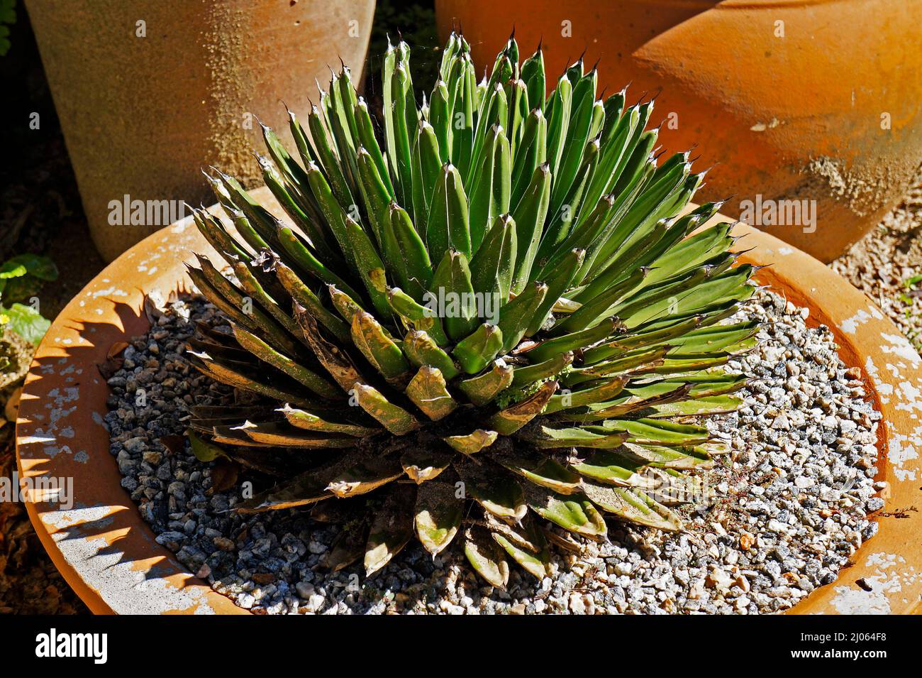 Queen Victoria agave or royal agave (Agave victoriae-reginae) on garden Stock Photo