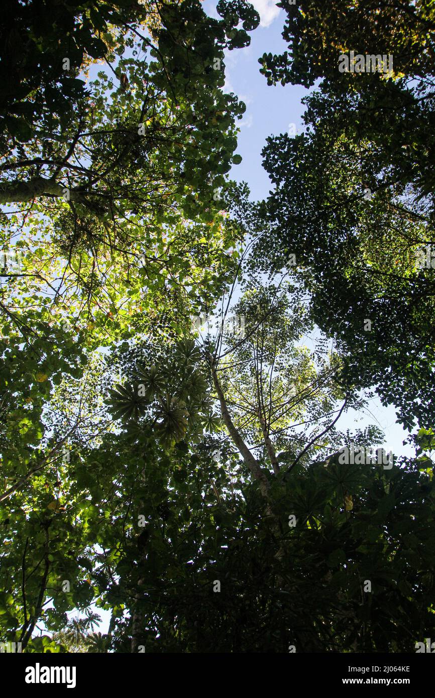 Low angle of tall trees in a forest under a bright sunny day Stock ...