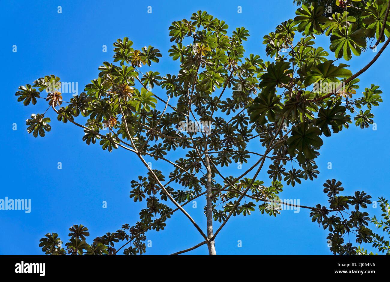 Snakewood tree (Cecropia peltata), Rio de Janeiro Stock Photo