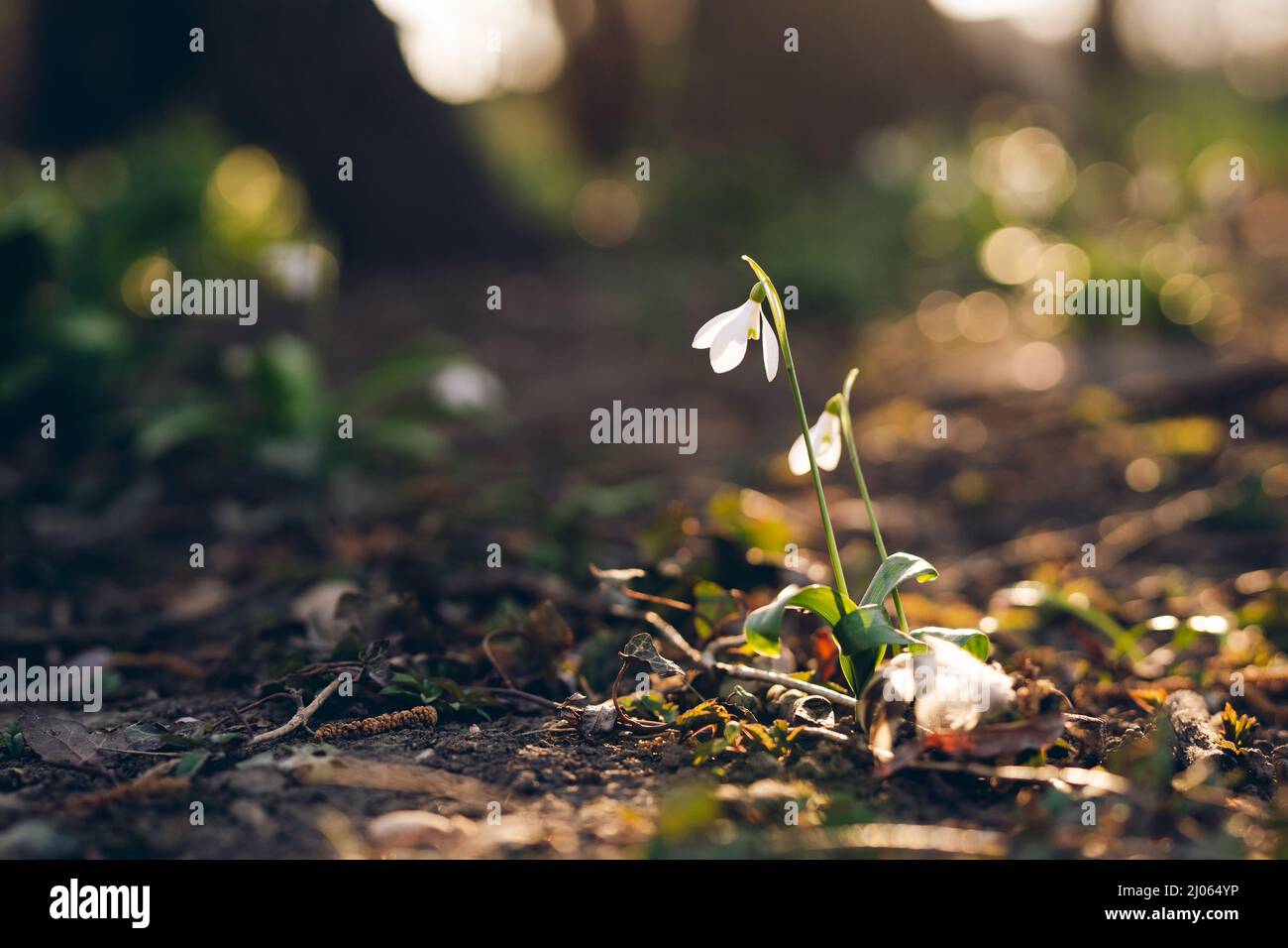 White snowdrop flower against sunset rays outdoors in spring. Gentle spring natural floral background Stock Photo