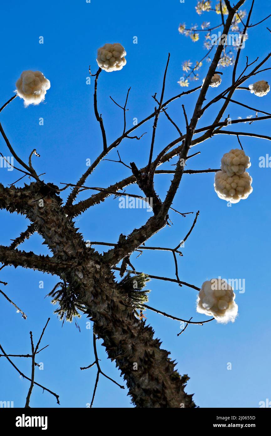 Silk Floss Tree (Ceiba speciosa or Chorisia speciosa), Rio Stock Photo