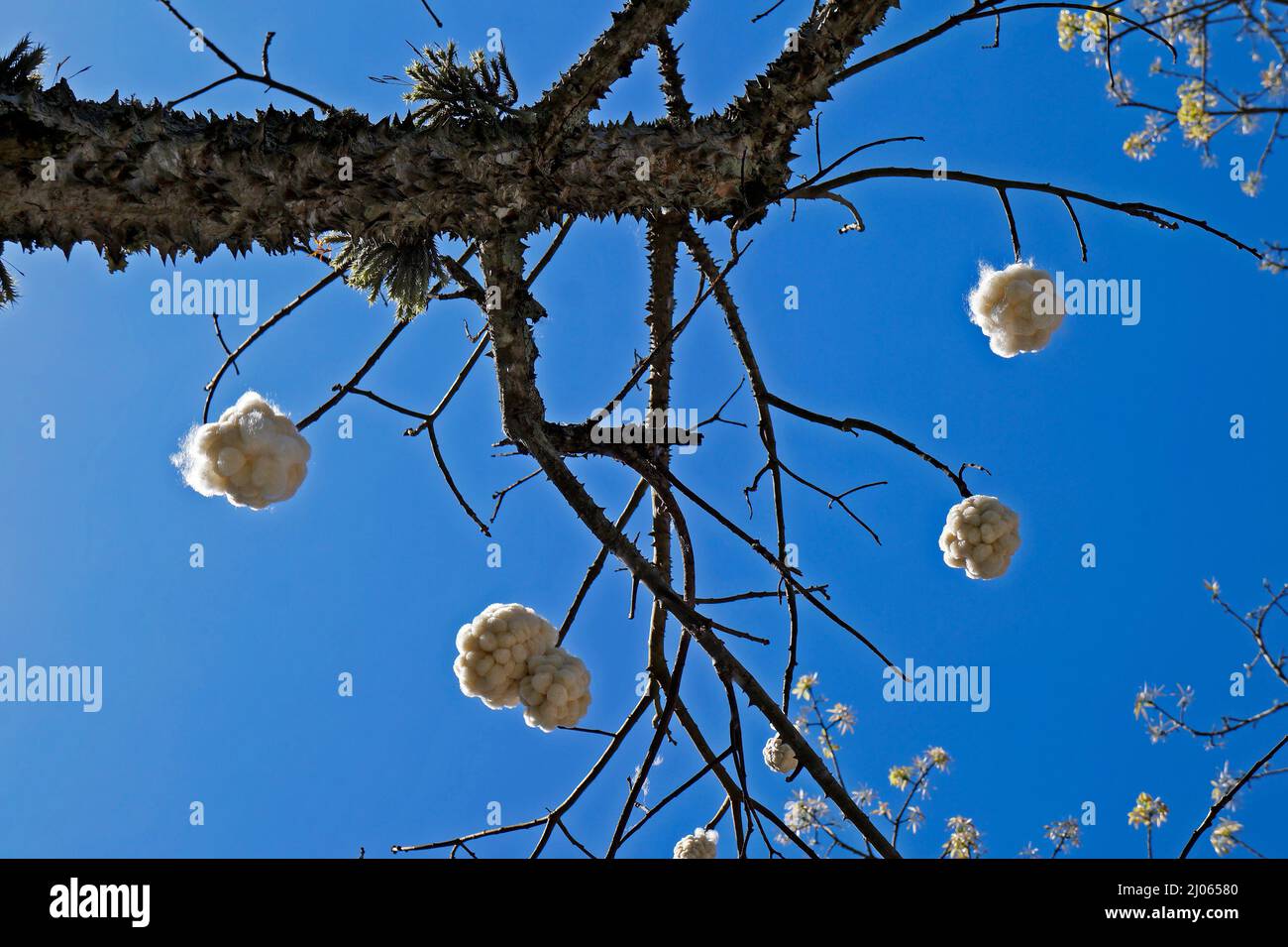 Silk Floss Tree (Ceiba speciosa or Chorisia speciosa), Rio Stock Photo