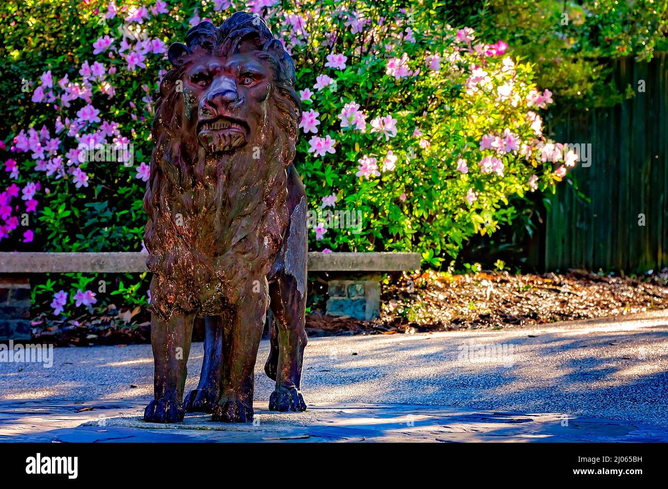 Southern Indian azaleas (Rhododendron) bloom behind a lion statue at Lion Overlook in Bellingrath Gardens, March 4, 2022, in Theodore, Alabama. Stock Photo