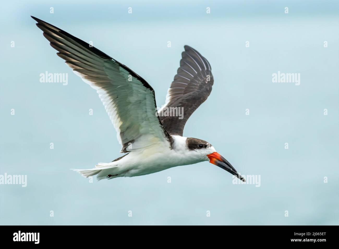 A closeup of a black skimmer bird in flight in Key West Florida Stock