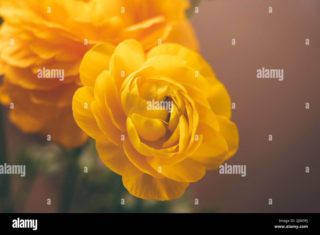 Yellow petal backdrop hires stock photography and images Alamy