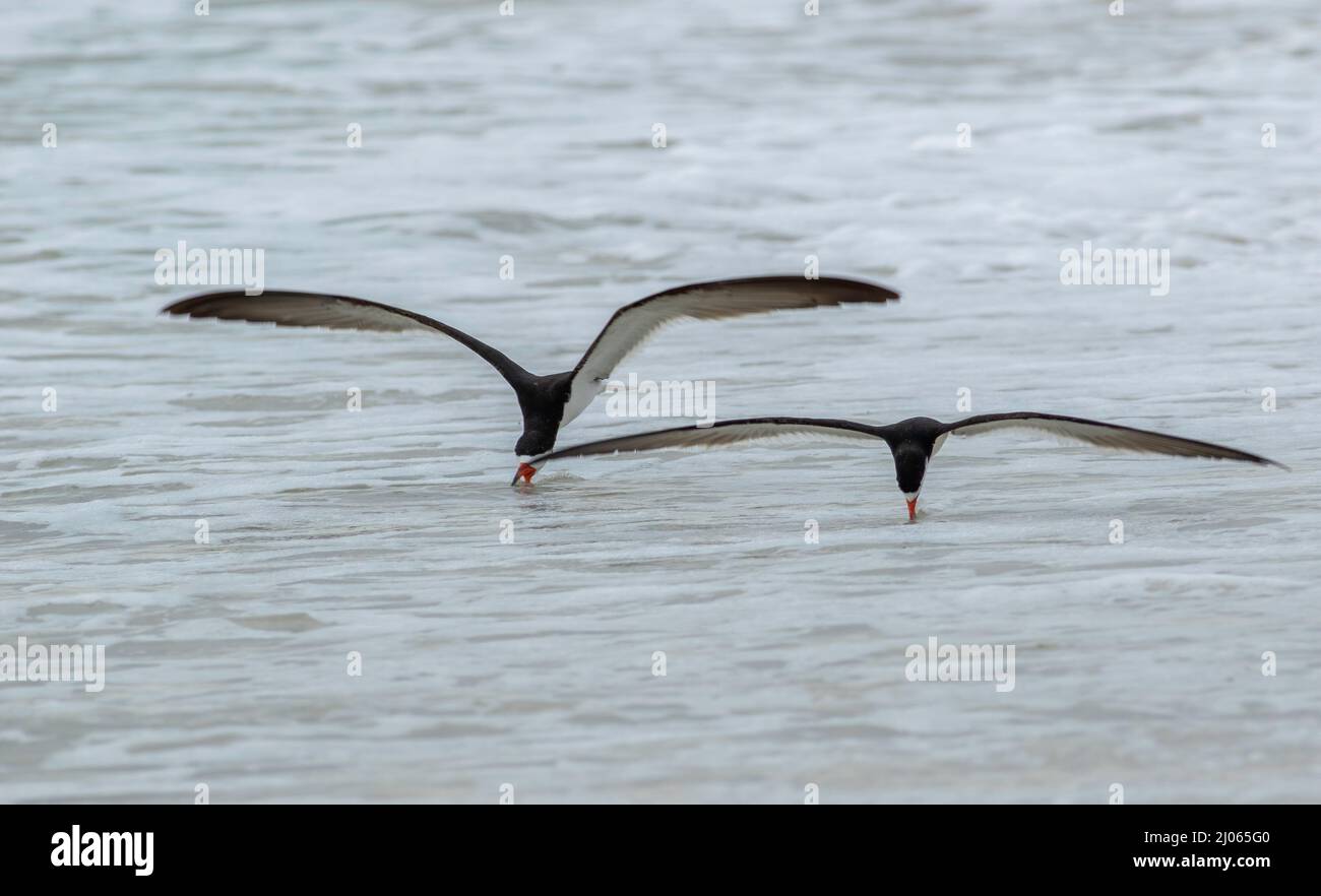 a pair of black skimmer birds skimming the surface of the sea water