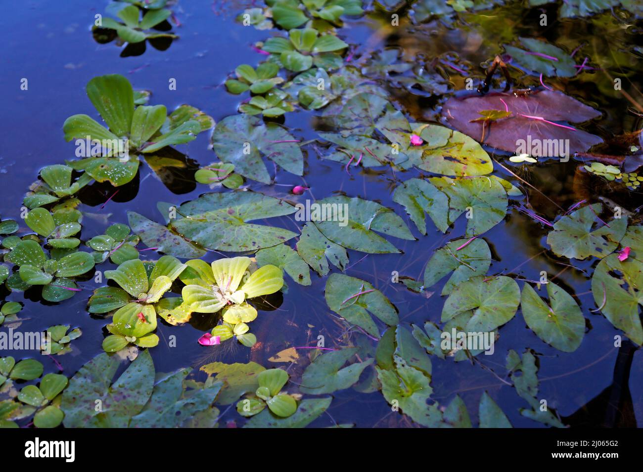 Aquatic plants on pond in garden Stock Photo