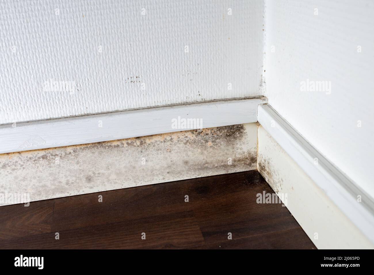 gray mold on the ceiling and walls, dampness in the house Stock Photo