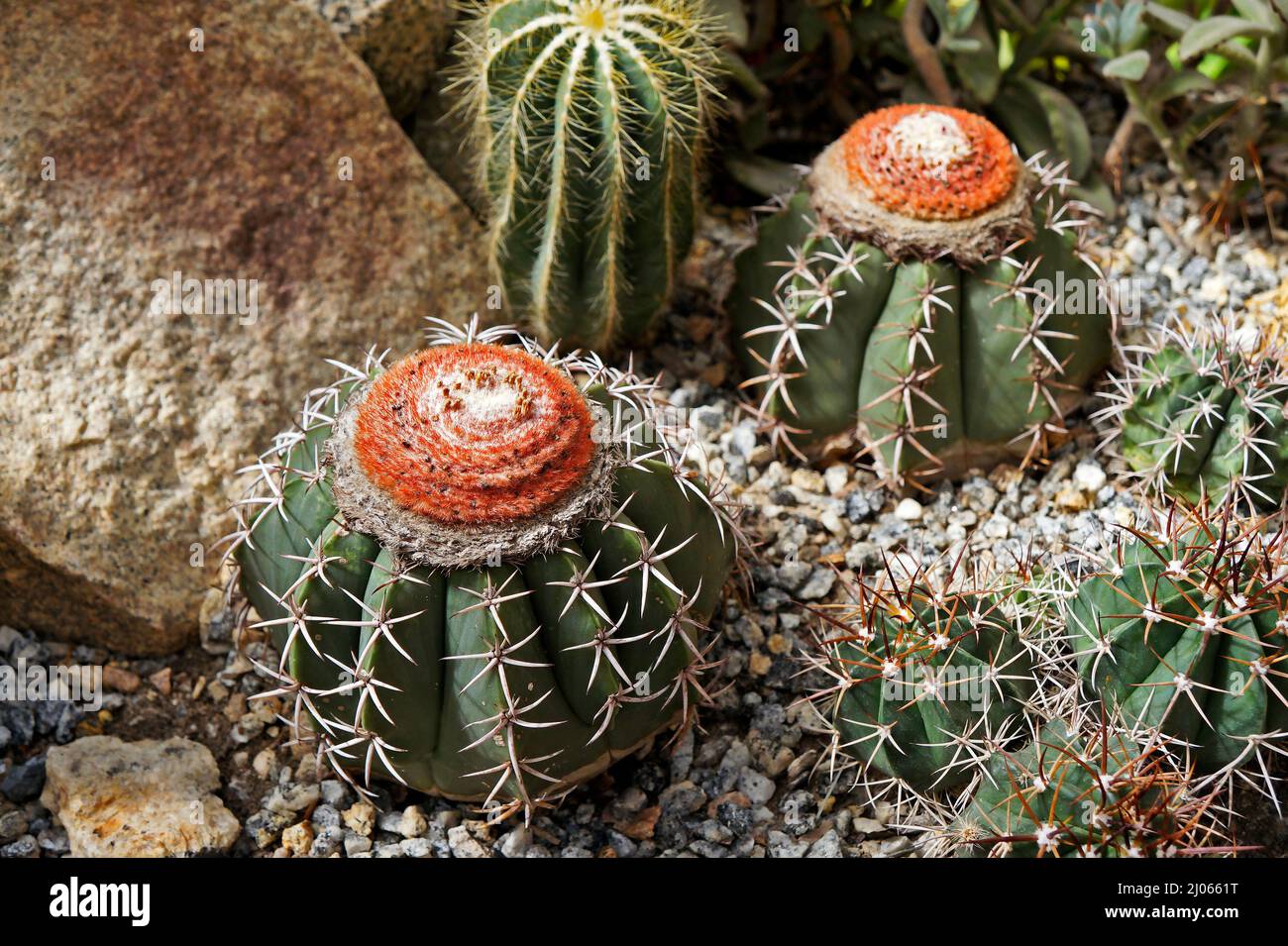 Cactus on garden (Melocactus zehntneri), Rio de Janeiro Stock Photo