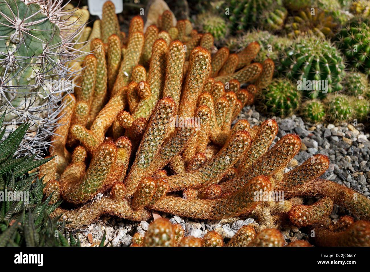 Gold lace cactus or Ladyfinger cactus (Mammillaria elongata) on desert garden, Rio Stock Photo