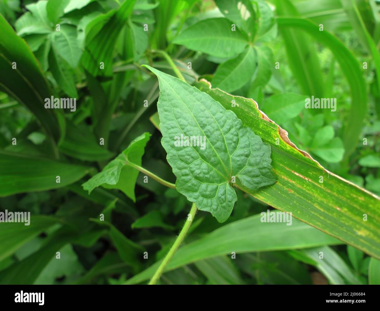 Closeup shot of a Mikania (Mikania micrantha), an invasive species, in Guangdong, China Stock Photo
