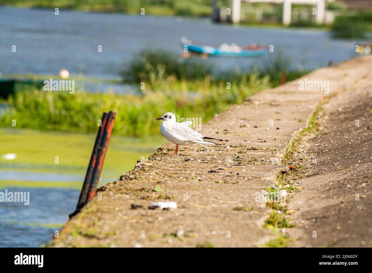 Wloclawek, Poland - August 11, 2021. Black-headed gull by river Vistula in Summer Stock Photo