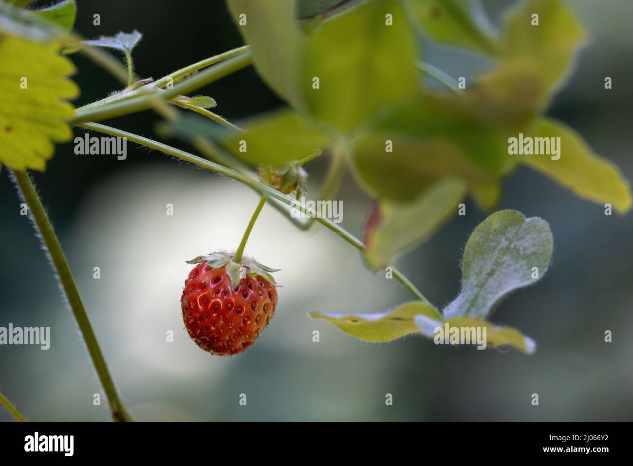 young wild strawberry plant with first red fruit Stock Photo - Alamy
