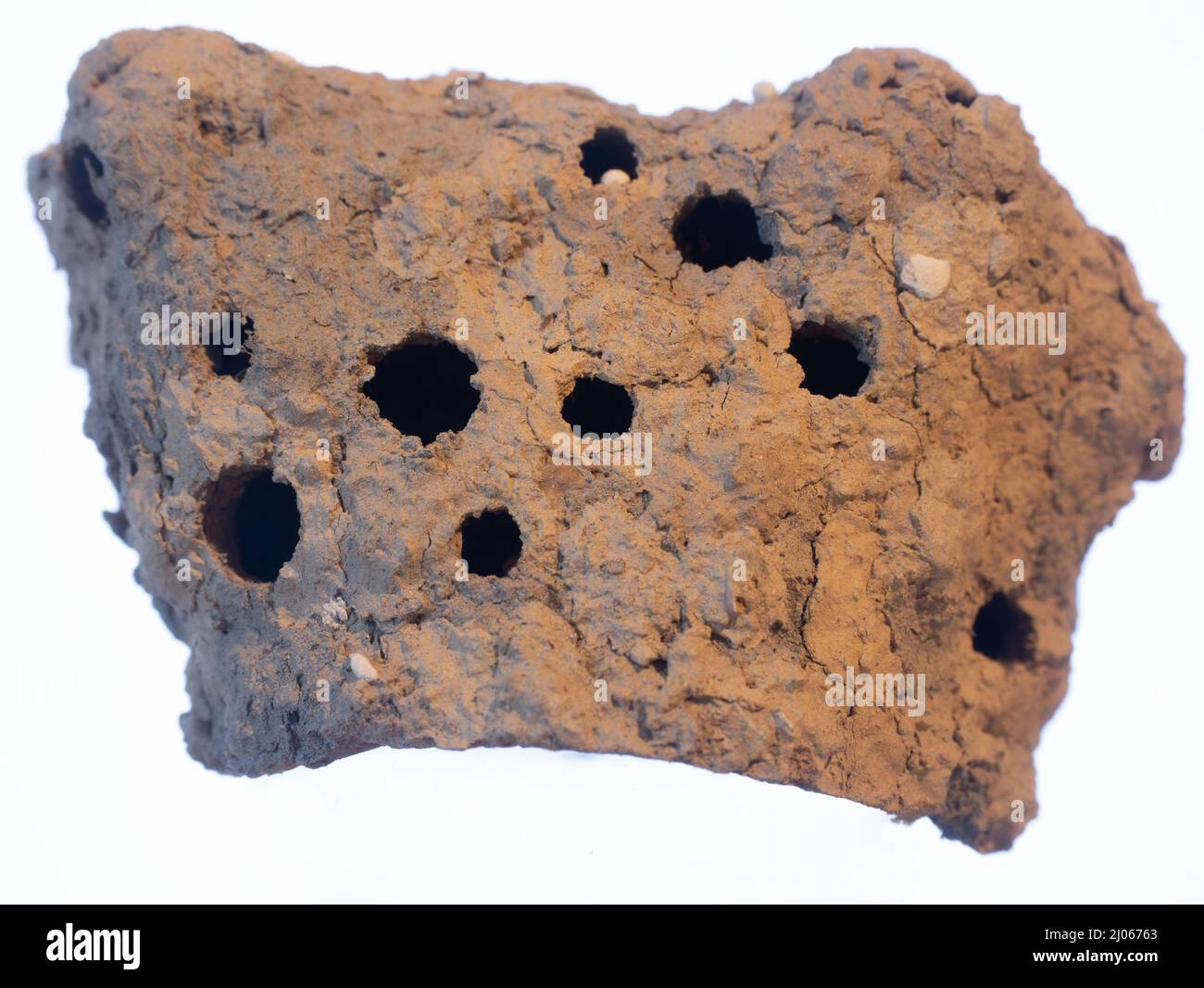 detail off cells of a mud nest made by the mud dauber wasp (potter wasp