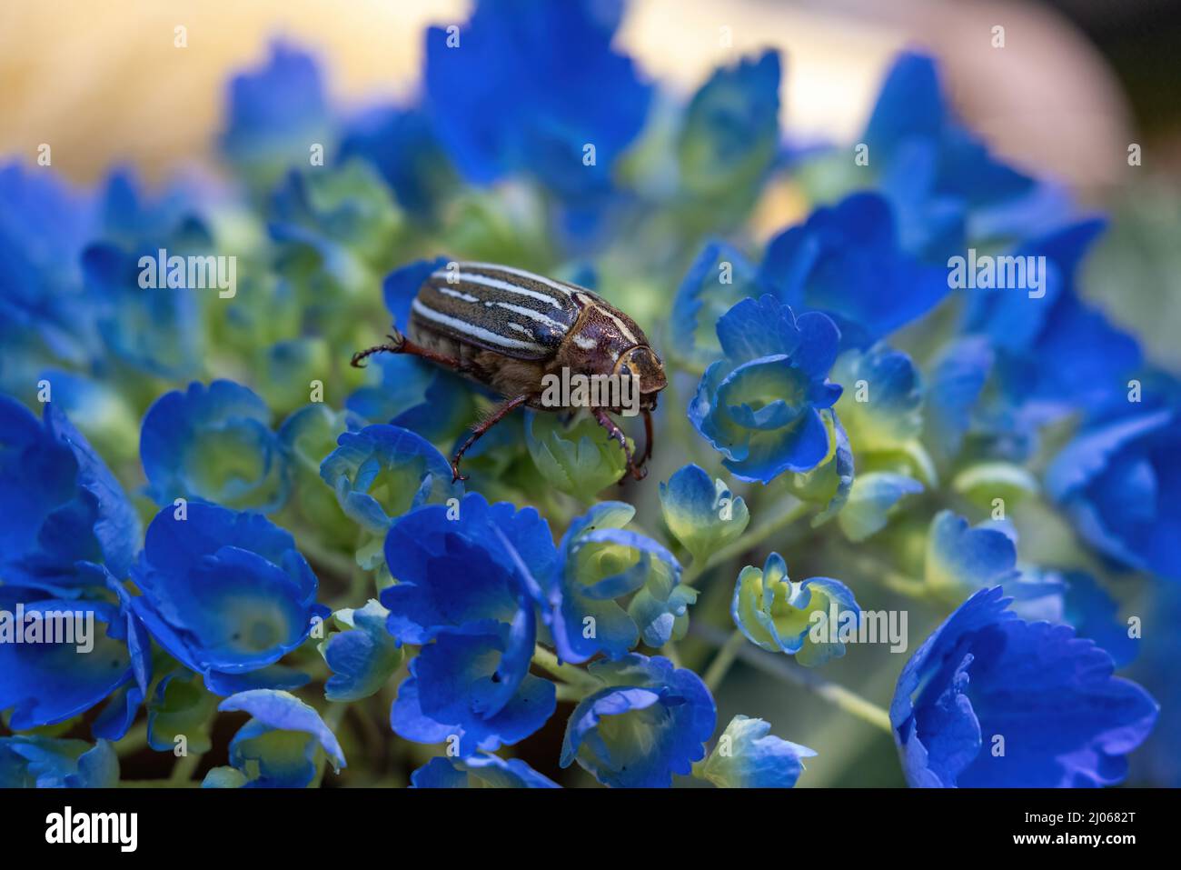 big 10 striped june beetle crawling on blue hydrangea Stock Photo - Alamy