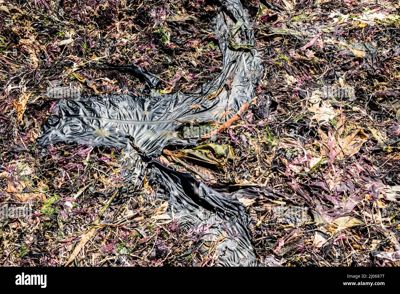 Dried sea plants hi-res stock photography and images - Alamy