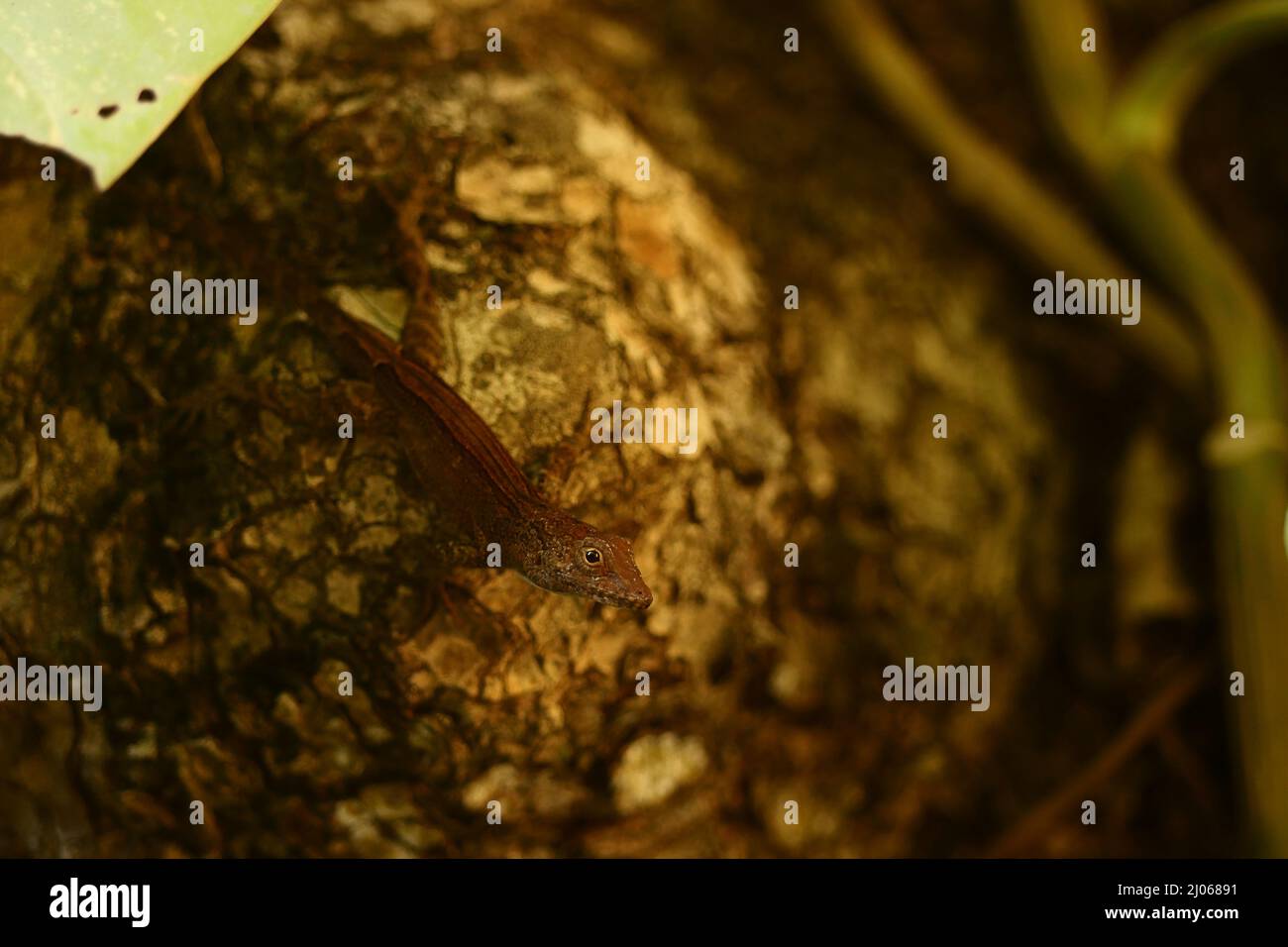 Lizard in the Caribbean Stock Photo - Alamy