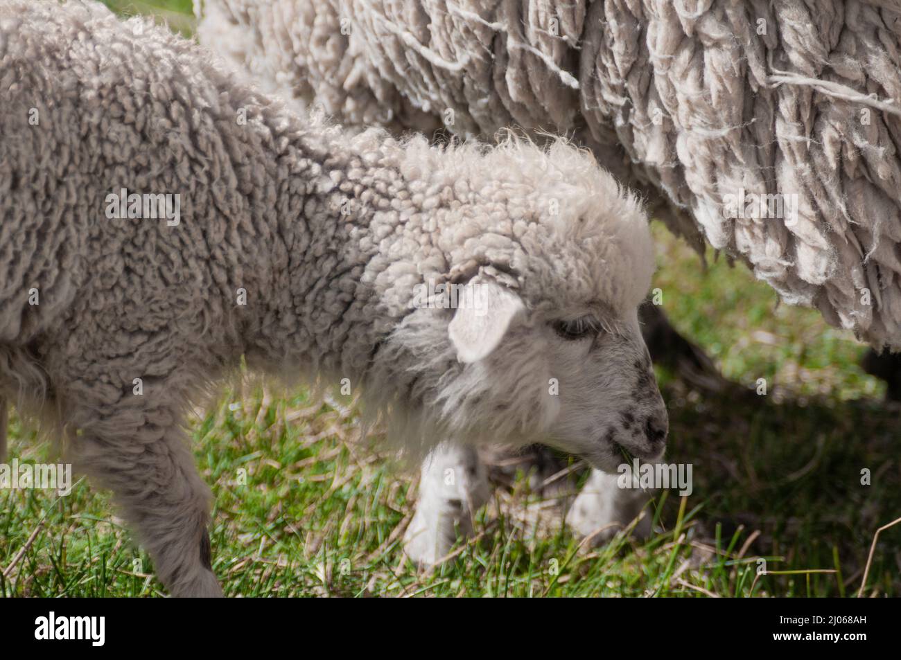 A baby sheep in Yavi, Jujuy, Argentina Stock Photo