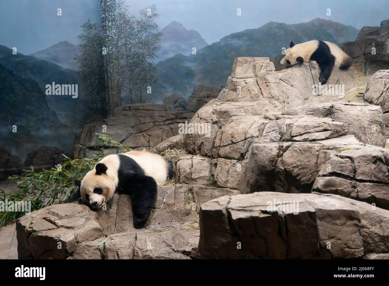 Washington, USA. 16th Mar, 2022. Photo taken on March 16, 2022 shows giant pandas Mei Xiang (L) and Xiao Qi Ji at Smithsonian's National Zoo in Washington, DC, the United States. The Smithsonian's National Zoo and Conservation Biology Institute has kicked off a months-long celebration of the 50th anniversary of its giant panda program. Credit: Liu Jie/Xinhua/Alamy Live News Stock Photo